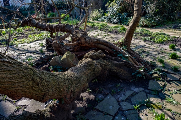 Hollow and split trunk at Canonbury